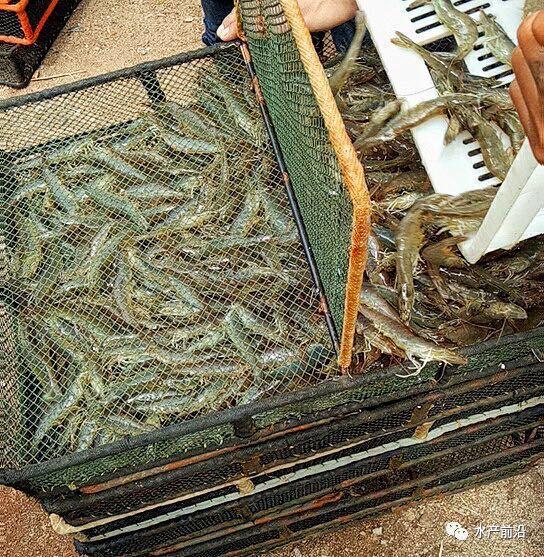 出蝦27斤/立方，連續三造成功后，工廠化養蝦在他看來并不難！