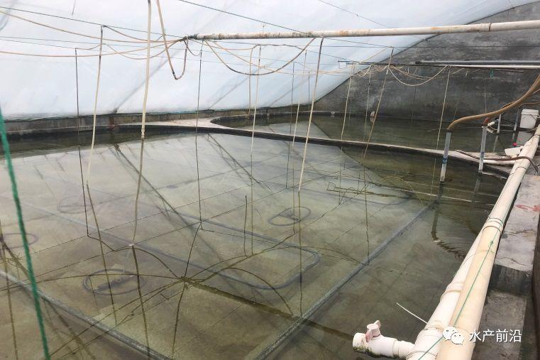 出蝦27斤/立方，連續三造成功后，工廠化養蝦在他看來并不難！