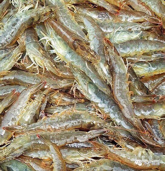 出蝦27斤/立方，連續三造成功后，工廠化養蝦在他看來并不難！